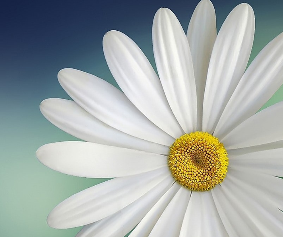Photograph for Wall Art Daisy Painting